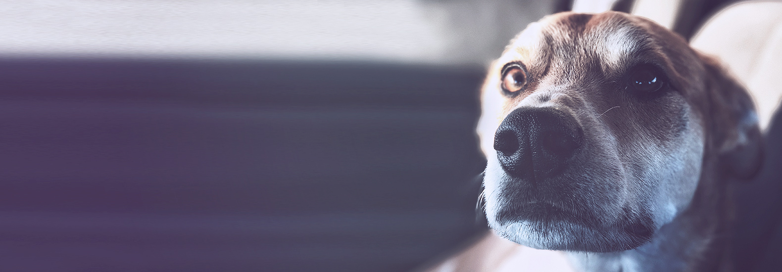 Cómo evitar que nuestro perro sufra un ataque de pánico por el ruido de los petardos