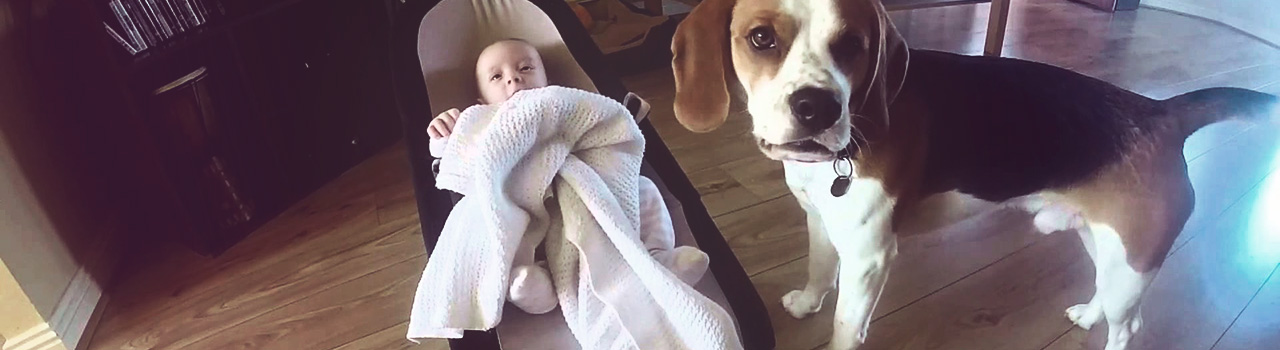 beagle-cuida-bebe