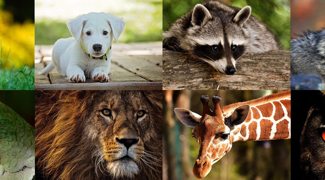 Día Mundial de los Animales