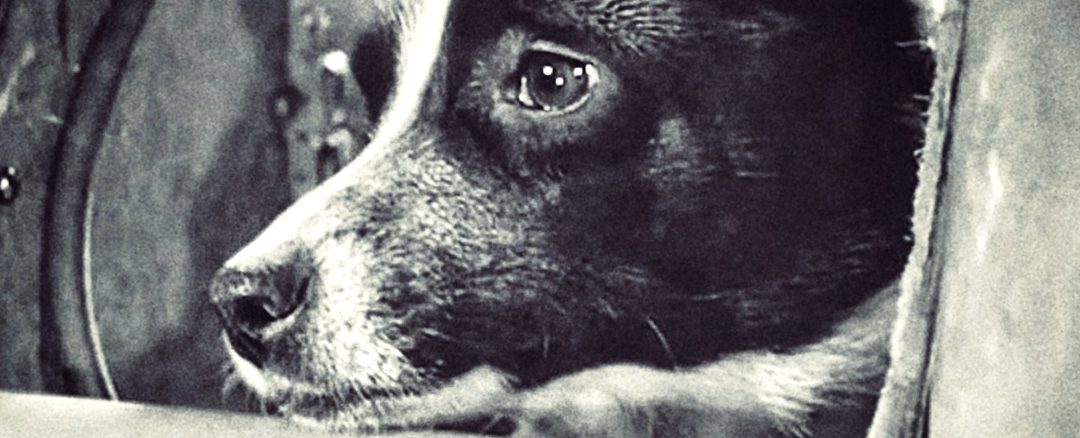La historia jamás contada de Laika, la perra espacial